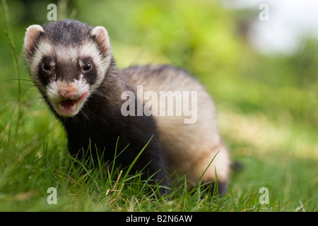 Einzelne, männlichen inländischen Frettchen [Mustela Furo] Lippen lecken. Stockfoto