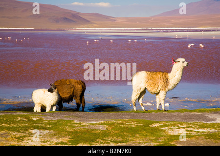 Bolivien südlichen Altiplano Laguna Colorada Lamas in der Nähe der Laguna Coloroda sonst wissen, wie die farbigen See Stockfoto