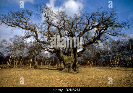 Alte Eiche Major Oak im Sherwood Forest Stockfoto