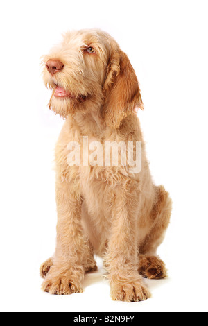 wunderschönen italienischen Spinone Welpen sehr gehorsam sein Stockfoto