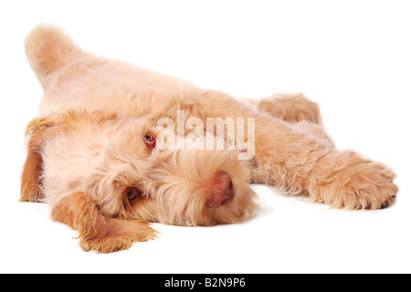 Spinone Italiano Welpen entspannt und chillen Stockfoto