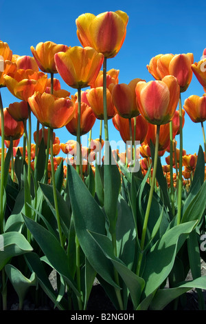 Tulpen im Skagit Valley, Washington. Stockfoto