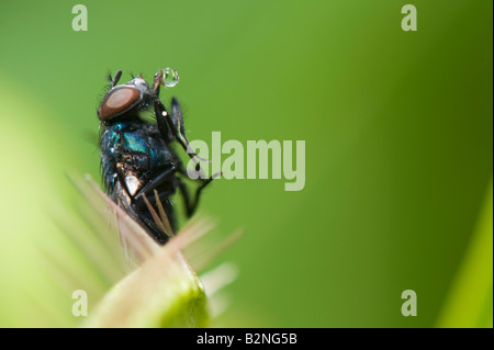 Dionaea Muscipula. Haus fliegen gefangen in Venusfliegenfalle Stockfoto