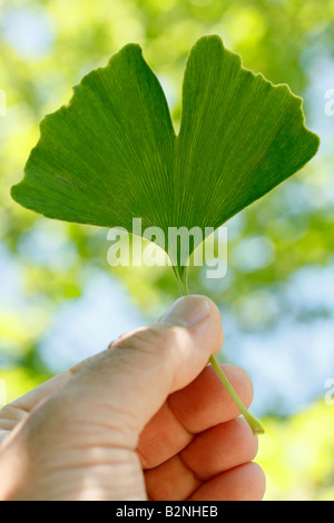 Mädchen Haare Baum Ginkgo biloba Stockfoto