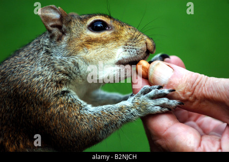 Eichhörnchen Stockfoto