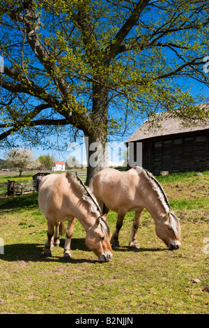 Fjord Pferd grasen auf einer Weide Stockfoto