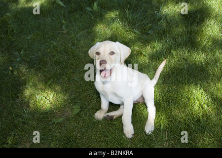 Glücklich Golden Labrador Retriever-Welpen im Freien sitzen in Grasgrün Stockfoto