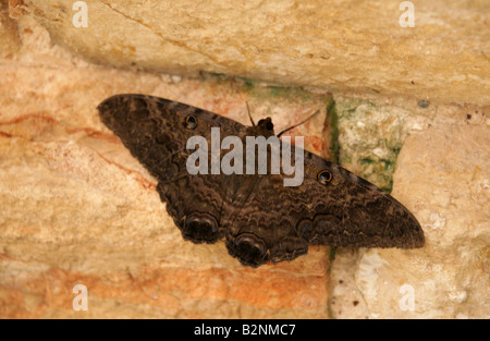 Schwarze Hexe Motte Ascalapha Odorata, Uxmal, Yucatan, Mexiko Stockfoto