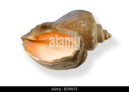 Muschel Rapana--ein Meer-Symbol. Überraschende Molluske. Er bewundert die Schönheit und den Charakter erschreckt Stockfoto