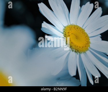 FLORAL Konzept: White Daisy (Lat: Leucanthemum Vulgare Blütenstand) Stockfoto