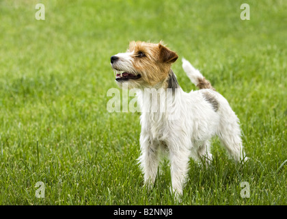 Jack Russell Terrier Hund draußen im grünen Rasen Stockfoto