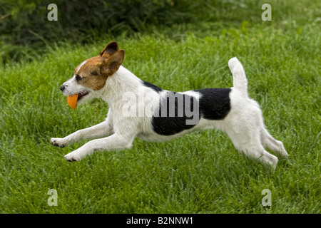 Jack Russell Terrier Hund draußen im grünen Rasen mit Spielzeug spielen Stockfoto