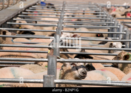 Hereford Viehmarkt - Schafe warten auf Verkauf Stockfoto