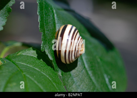 Braun lippige Schnecke (Bänderschnecken Nemoralis) Stockfoto