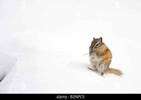 Wenigsten Streifenhörnchen (Eutamias Weg) auf Nahrungssuche im Schnee Stockfoto