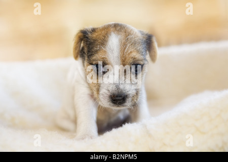 Jack Russell Terrier Welpen suchen traurig auf Creme farbigen Hintergrund Stockfoto