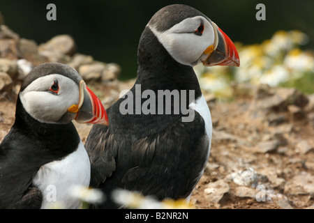 Zwei Papageientaucher Atlantic Papageitaucher Fratercula Arctica auf einem Felsvorsprung auf Skomer Island, Pembrokeshire, Wales. Stockfoto