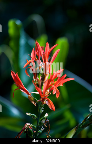 Canna Indica, bekannt als indische Schuss, in voller Blüte Stockfoto