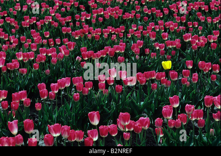 Reihen von rosa Tulpen im Feld mit einem gelbe Tulpe Mount Vernon Washington State USA Stockfoto