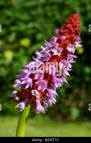 Orchideen Primel Primula vialii Stockfoto