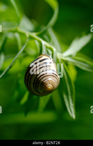 Braun lippige Schnecke (Bänderschnecken Nemoralis) Stockfoto