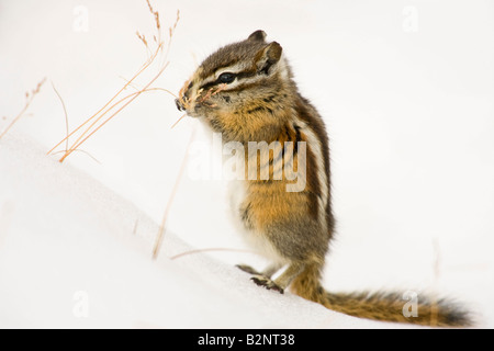 Wenigsten Streifenhörnchen (Eutamias Weg) auf Nahrungssuche im Schnee Stockfoto