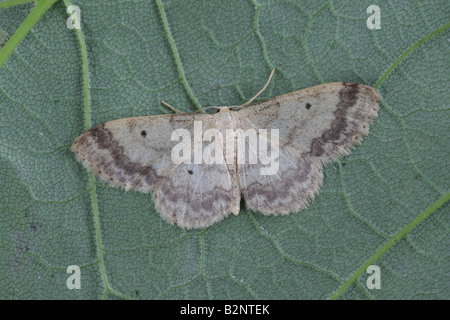 Kleinen Fan Schwarzfuß Wave - Idaea biselata Stockfoto