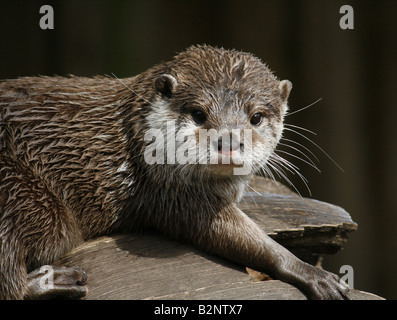 Asiatischen kurze Krallen Otter (Aonyx Cinerea) im Longleat Safari Park Stockfoto