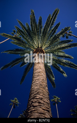 Palme auf blauem Himmel Los Angeles Kalifornien USA Stockfoto