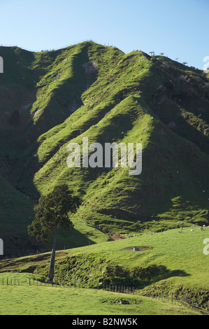 Ackerland in der Nähe von Tarata Taranaki Nordinsel Neuseeland Stockfoto