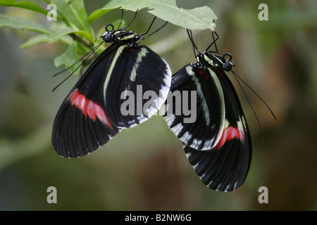 Postman Schmetterlinge Paarung (Heliconius Melpomene) eine Spezies bekannt für die geografische Unterschiede in der Markierungen. Stockfoto