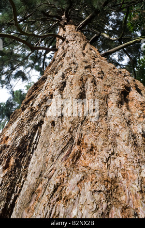 Redwood-Baum Stockfoto