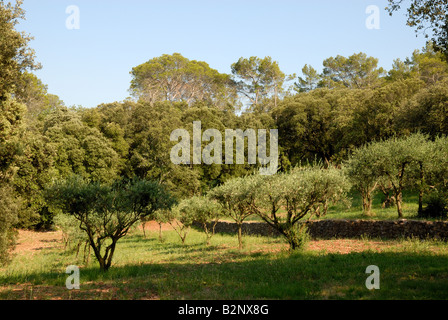 Klostergarten Stockfoto