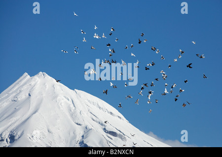 Tauben und Mt Taranaki Mt Egmont Taranaki Nordinsel Neuseeland Stockfoto