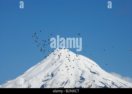 Tauben und Mt Taranaki Mt Egmont Taranaki Nordinsel Neuseeland Stockfoto