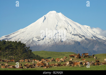 Milch-Kühe und Ackerland in der Nähe von Okato und Mt Taranaki Mt Egmont Taranaki Nordinsel Neuseeland Stockfoto