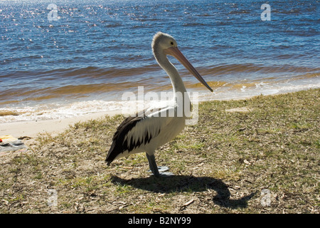 Ein australischen Pelikan am Noosa River-Queensland-Australien Stockfoto