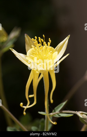 Eine gelbe Akelei (Aquilegia Chrysantha) blühen in der Sonne Stockfoto