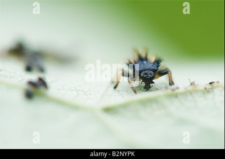 Marienkäferlarven Blattläuse Essen Stockfoto