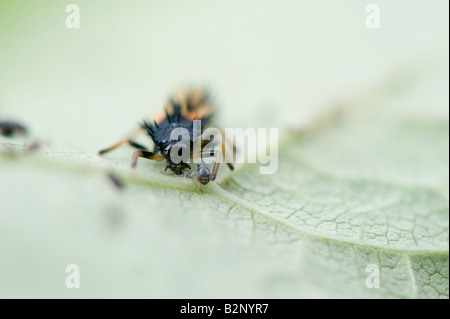 Marienkäferlarven Blattläuse Essen Stockfoto