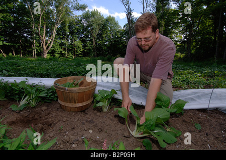 Bio-Landwirt John Christian erntet Bok Choi in der Natur Kante Bauernhof in Canterbury CT Stockfoto