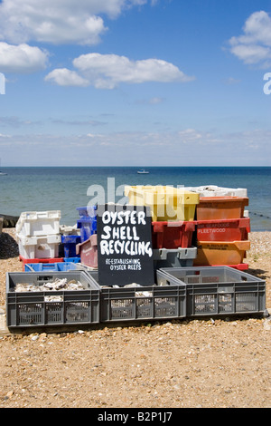 Oyster Shell recycling am Strand von Whitstable, Großbritannien. Stockfoto