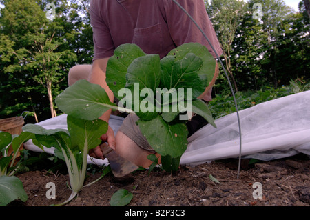 Bio-Landwirt John Christian erntet Bok Choi in seiner Natur Kante Bauernhof in Canterbury CT Stockfoto