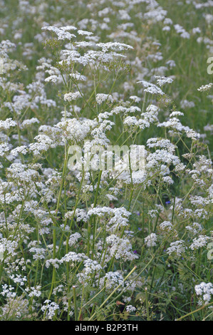 Kuh Petersilie Anthriscus sylvestris Stockfoto