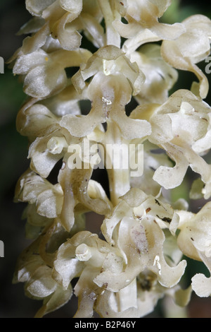 Vogelnest-Orchidee, Neottia Nidus-avis Stockfoto