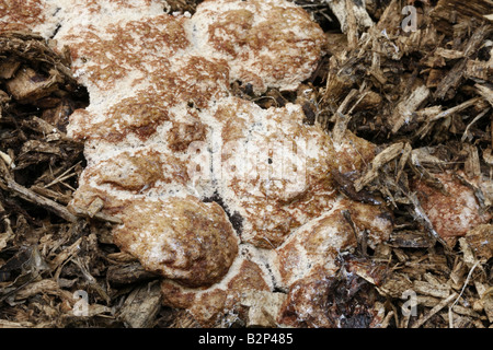 Dog Vomit Slime Mold, Fuligo Septica, Reifen Probe Stockfoto