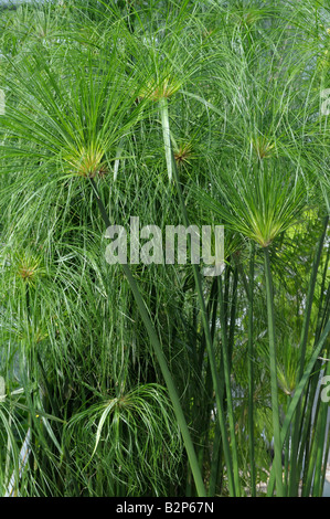 Ägyptische Papierfabrik, Papyrus Segge, Papier Reed (Cyperus Papyrus), ergibt sich und verlässt Stockfoto