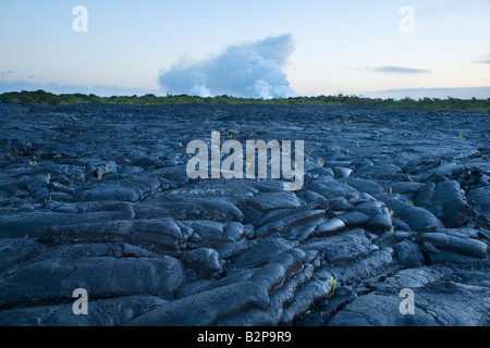 Alten gehärtet Lavastrom von Kilauea Vulkan Puna Region Big Island Hawaii USA Stockfoto