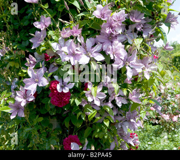 Clematis "Caroline" Stockfoto