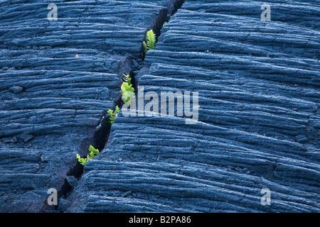 Nahaufnahme von Pflanzen wachsen in gehärteten Lava vom Kilauea Vulkan Puna District Big Island Hawaii USA Stockfoto